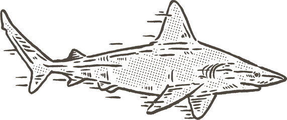 Shark Vintage Illustration