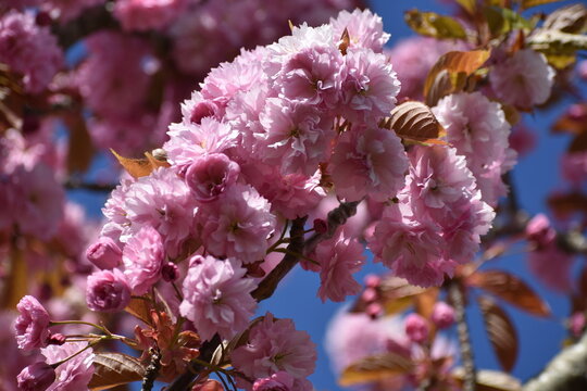 "Cerisier Du Japon" Bilder – Durchsuchen 572 Archivfotos