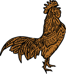 vintage illustration of rooster isolated on white