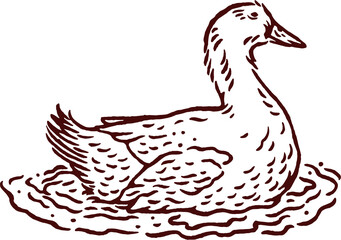 duck vintage illustration