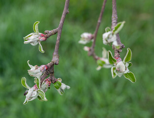 Buds on an apple  branch