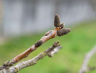 Walnut branch with young leaves and buds in springtime