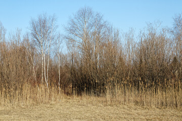 Withered grassland, shrubs and trees in very early spring