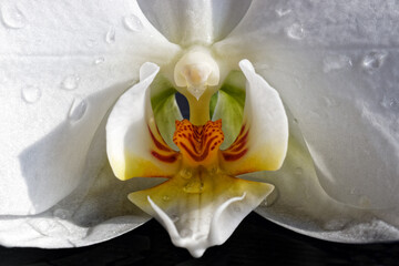 Obraz na płótnie Canvas Closeup of a white blooming orchid, Phalaenopsis, macro photo
