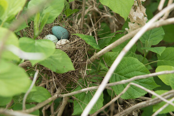 Obraz premium Colorful speckled eggs in nest framed with leaves and twigs.