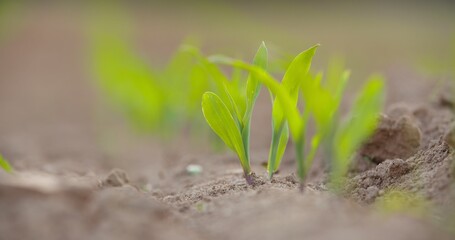 Young Crops Growing At Farm