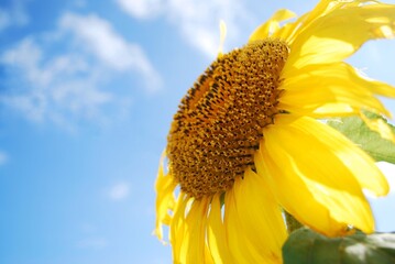 風に揺れる一輪のヒマワリ　マクロ