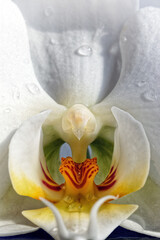 Closeup of a white blooming orchid, Phalaenopsis, macro photo