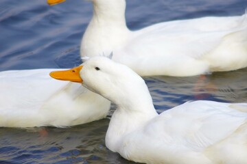 ducks on the water