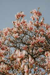 Blooming magnolia tree with pink and white blossoms, spring season