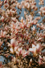Blooming magnolia tree with pink and white blossoms, spring season