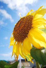 青空と一輪のヒマワリ　マクロ