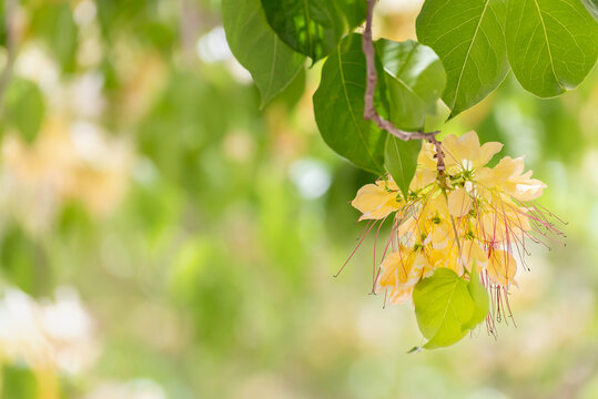 Spider tree flower (Crateva Unilocularis) blossom in springtime season. Natural background