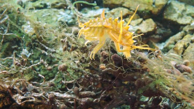 Unique endemic crustacean crayfish Acanthogammarus deep underwater in animal world of peculiar wild nature of Lake Baikal in Siberia Russia.