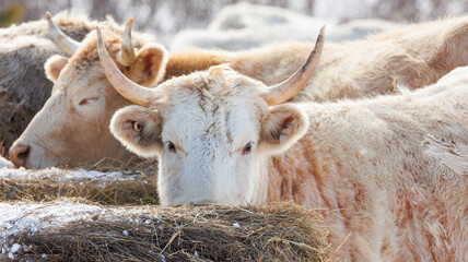Cattle with horns playing peak a boo
