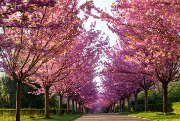 Alleyway of blooming colorful japanese Cherry trees (Prunus serrulata 'Kanzan') in a public garden...