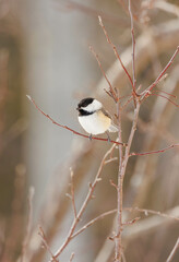 Cute chickadee perched on tree branches 