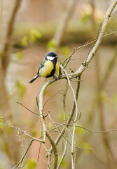 Fototapeta premium Cute chickadee perched on tree branches 