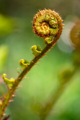 Royal Fern Spiral (Osmundaceae) sprout unrolling with spores in a park in Dortmunt Germany in Springtime. Macro close up of a plant with blurred background.