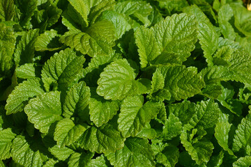 Lemon Balm, also known as Melissa officinalis
