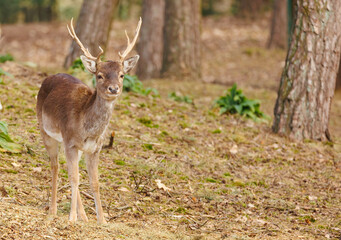 European deer in forest grazing 