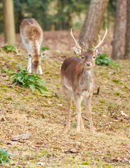 European deer in forest grazing 