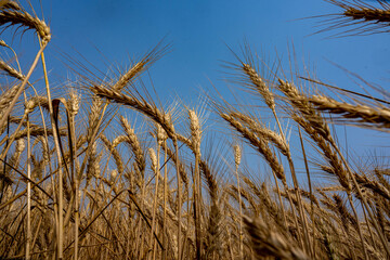 Wheat Field, Harvest Time, Food, Sustainable Living, Crop