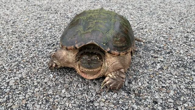 Snapping Turtle on gravel road