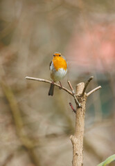 European robin perched on limb