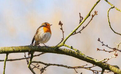 European robin perched on limb