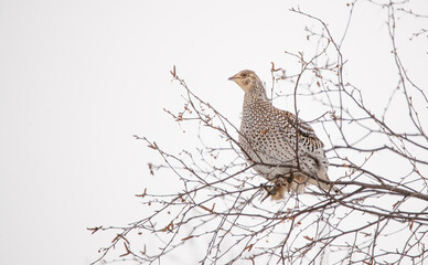 Roughed grouse perched on tree branch
