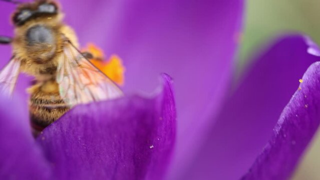 Honey bee feeding on a purple crocus flower, sunny day in springtime, slow motion video, close up, macro