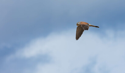 European kestrel merlin hovering over field 
