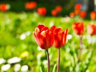 a red tulip on the green flowering meadow on a sunny day