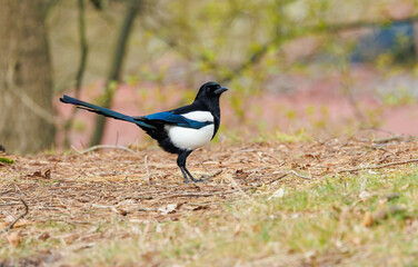 Magpie standing on the fall leaves 