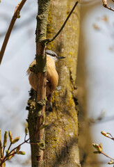 Red breasted nuthatch on tree branch