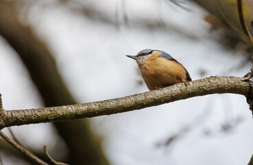 Red breasted nuthatch on tree branch