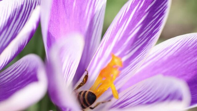 Honey bee feeding on a purple crocus flower, sunny day in springtime, slow motion video, close up, macro