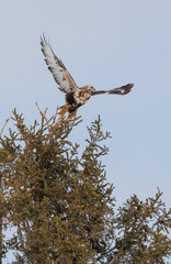 Rough legged hawk buzzard on evergreen