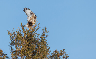 Rough legged hawk buzzard on evergreen