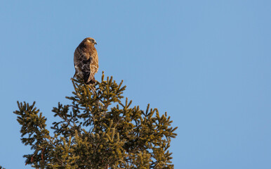 Rough legged hawk buzzard on evergreen