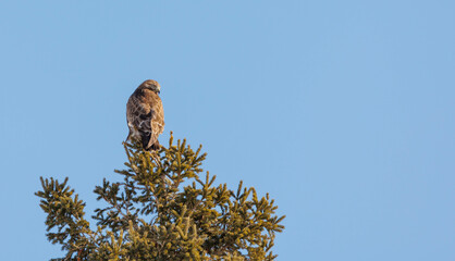 Rough legged hawk buzzard on evergreen