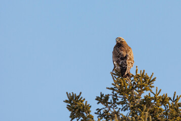 Rough legged hawk buzzard on evergreen