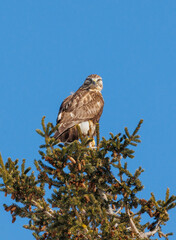 Rough legged hawk buzzard on evergreen