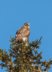 Rough legged hawk buzzard on evergreen
