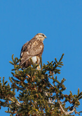 Rough legged hawk buzzard on evergreen