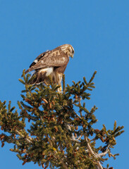 Rough legged hawk buzzard on evergreen