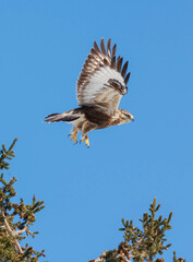 Rough legged hawk buzzard on evergreen