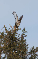 Rough legged hawk buzzard on evergreen
