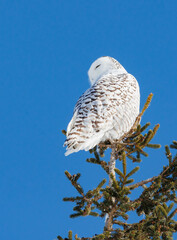 Snowy owl perched in sunlight